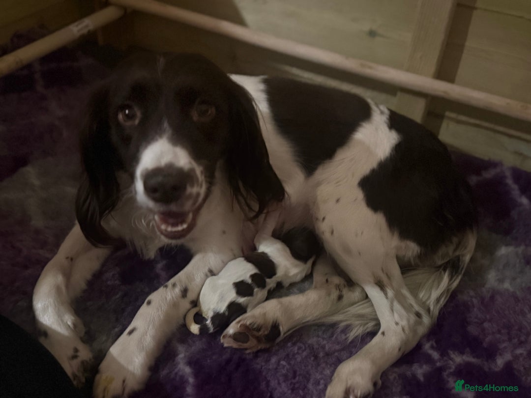 Sprocker dogs for sale: Exceptional F1B Sprocker puppy-male  - Advert 11