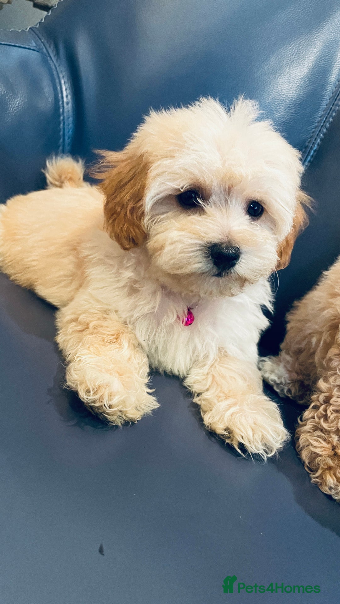 Maltipoo dogs for sale: Stuning Maltipoo Puppies Ready To Go - Image 9