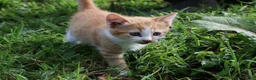 Mixed Breed cats for sale: Short haird farm kittens - Advert 3