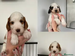 Cockapoo dogs Stunning F1B Cockapoo’s - Advert 9