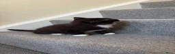British Longhair cats for sale: British longhaired kitten - Advert 8