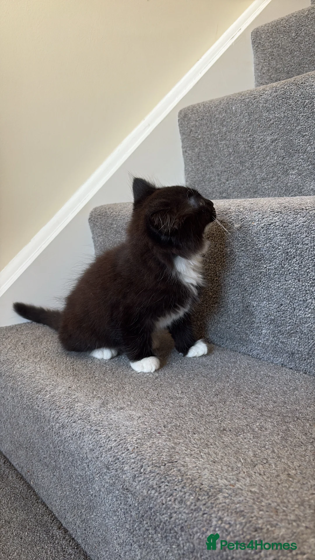 British Longhair cats for sale: British longhaired kitten - Advert 8