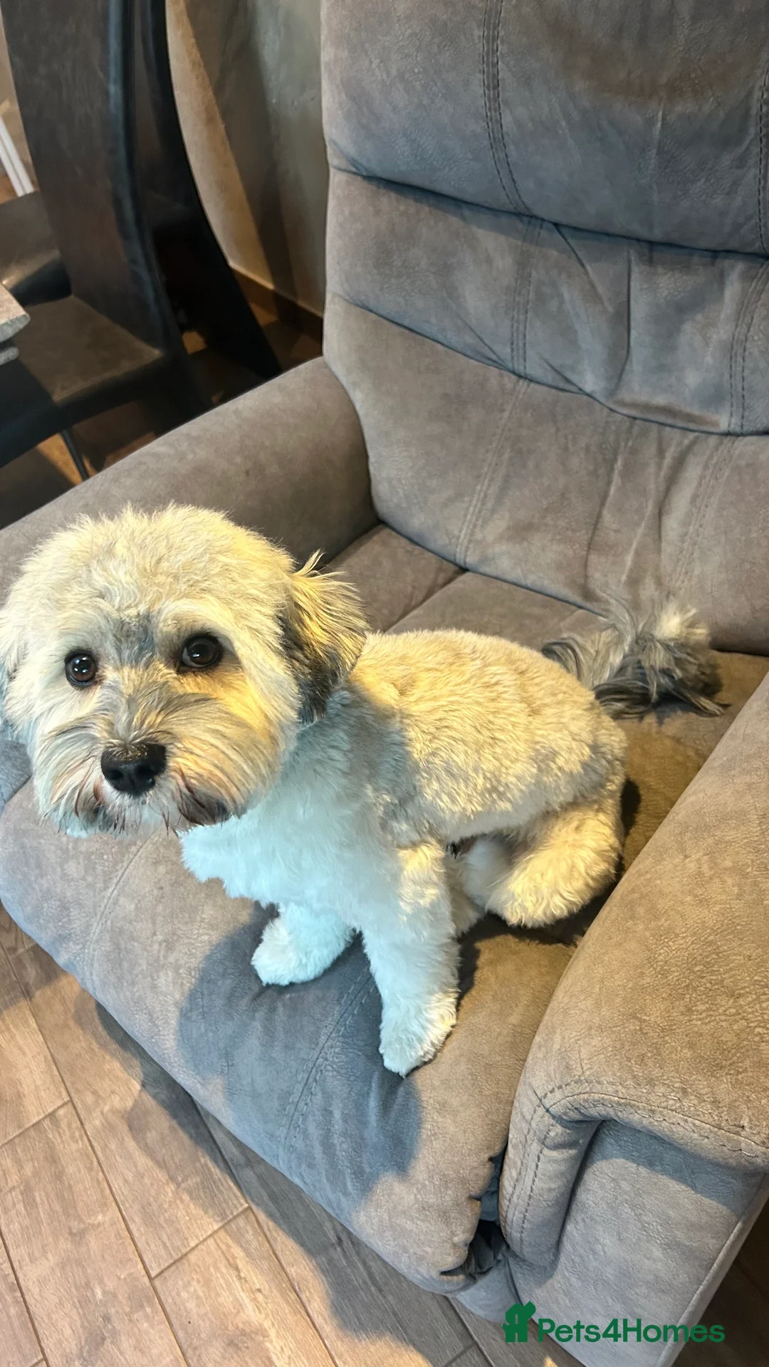 Havanese dogs for stud: Havanese for stud in Feltham - Advert 4