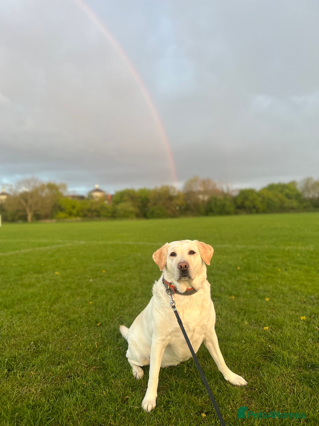 Labrador Retriever dogs for sale: Labrador Retriever puppies - Image 11