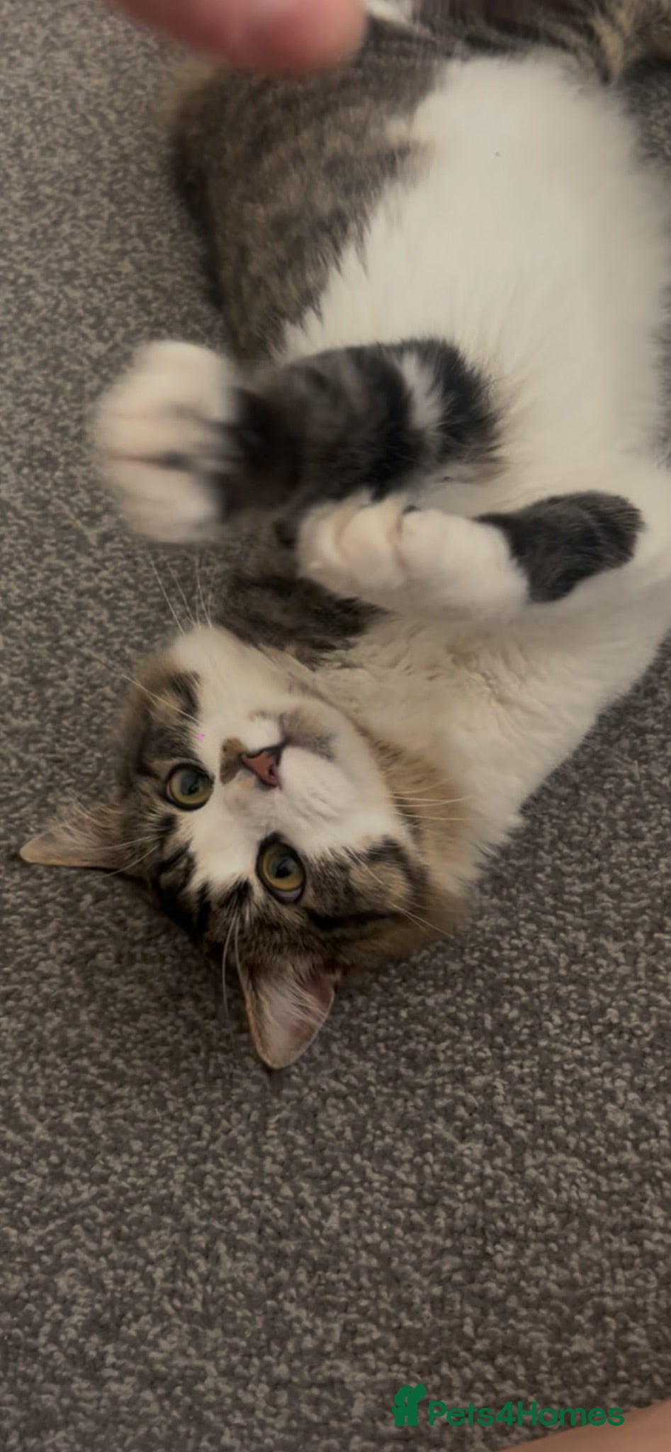 British Longhair cats 1 year old male looking for loving home  - Advert 2