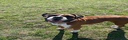 Boxer dogs for sale: Our Beautiful Boxer Dog Roxy is available - Advert 1