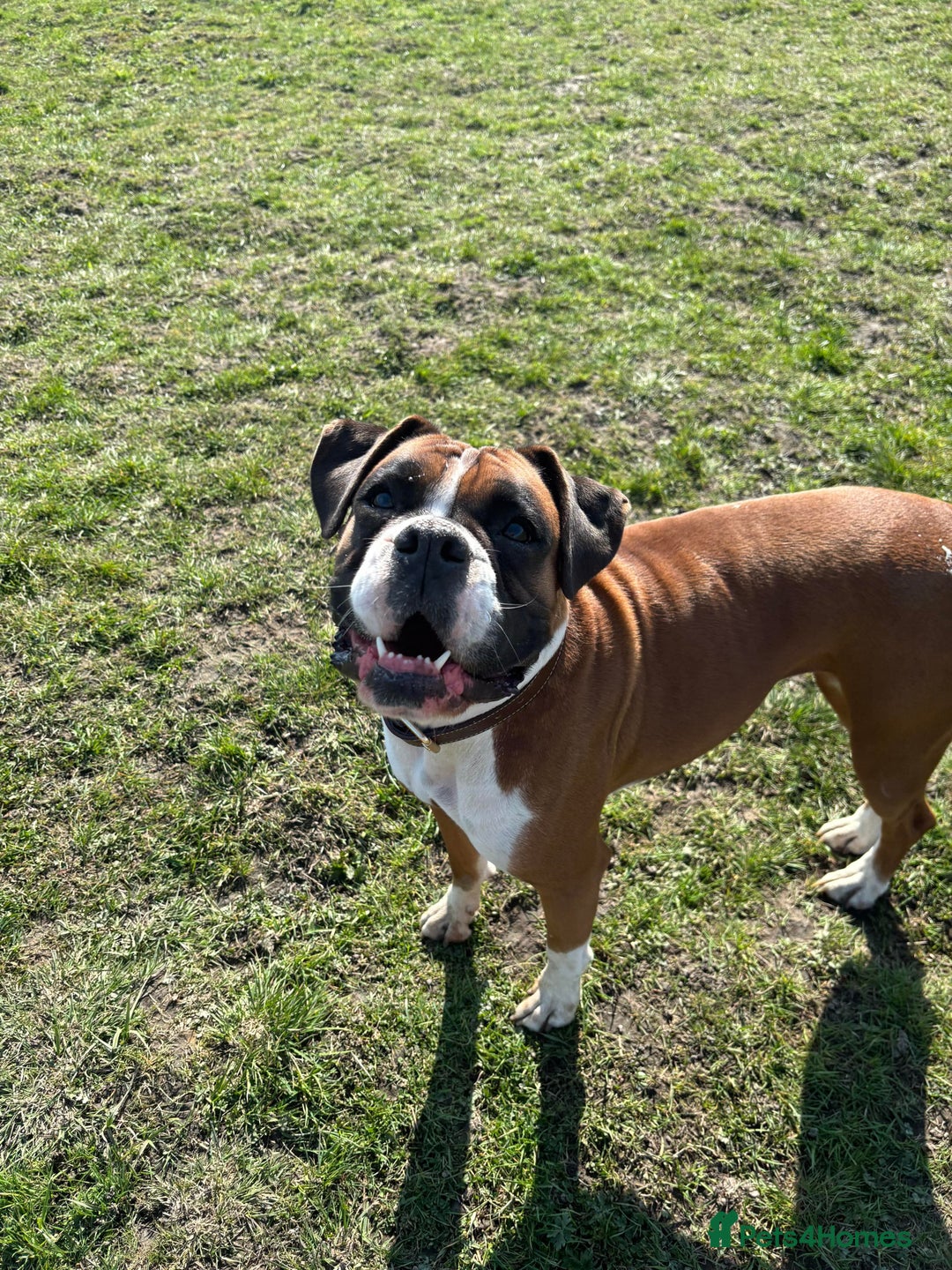 Boxer dogs for sale: Our Beautiful Boxer Dog Roxy is available - Advert 1