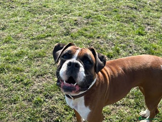 Boxer dogs Our Beautiful Boxer Dog Roxy is available - Advert 1