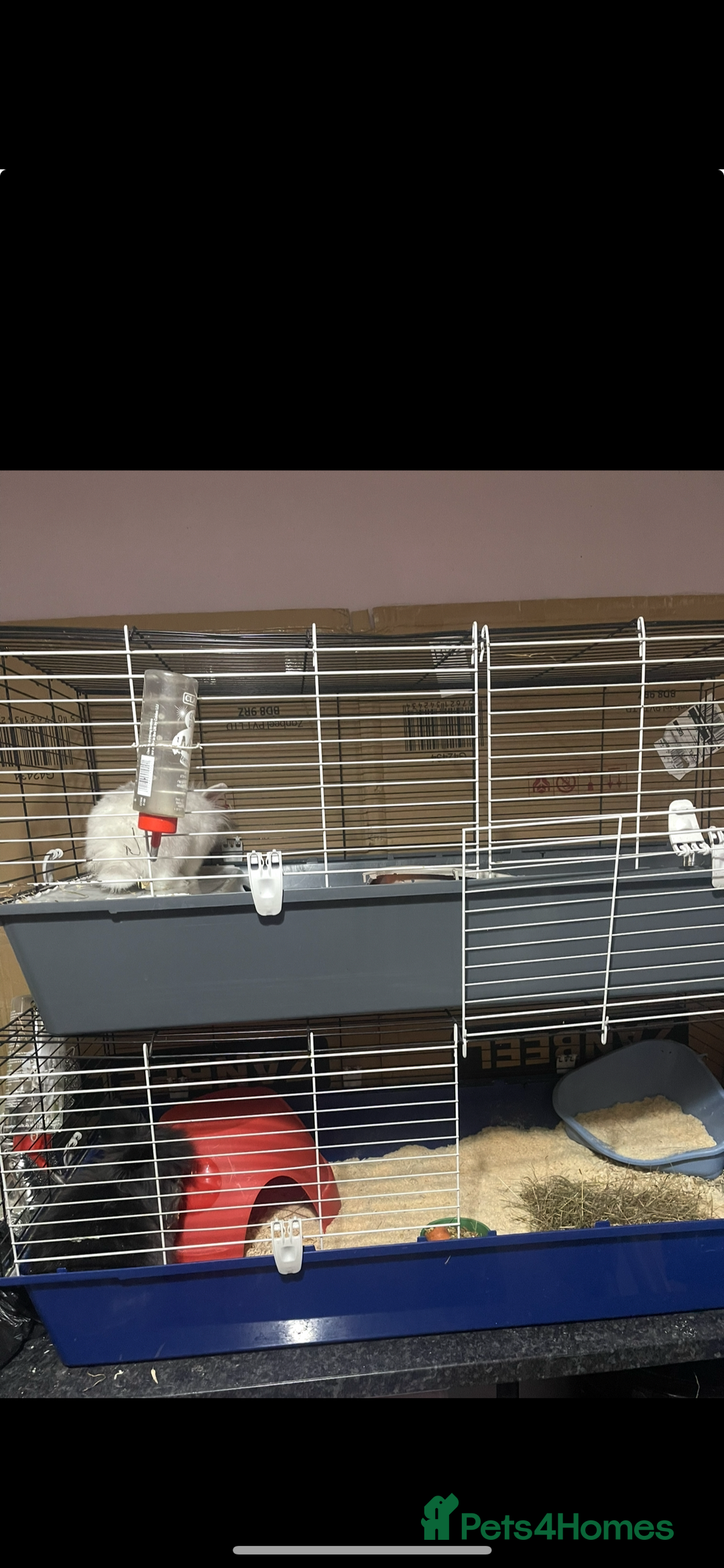 Lionhead rabbits for sale: 2 Lionhead bunnies for sale  - Image 5