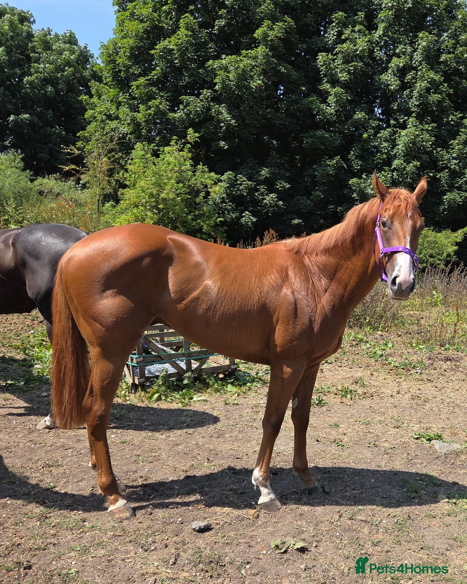 English Thoroughbred horses Two lovely thoroughbred Youngsters  - Advert 1