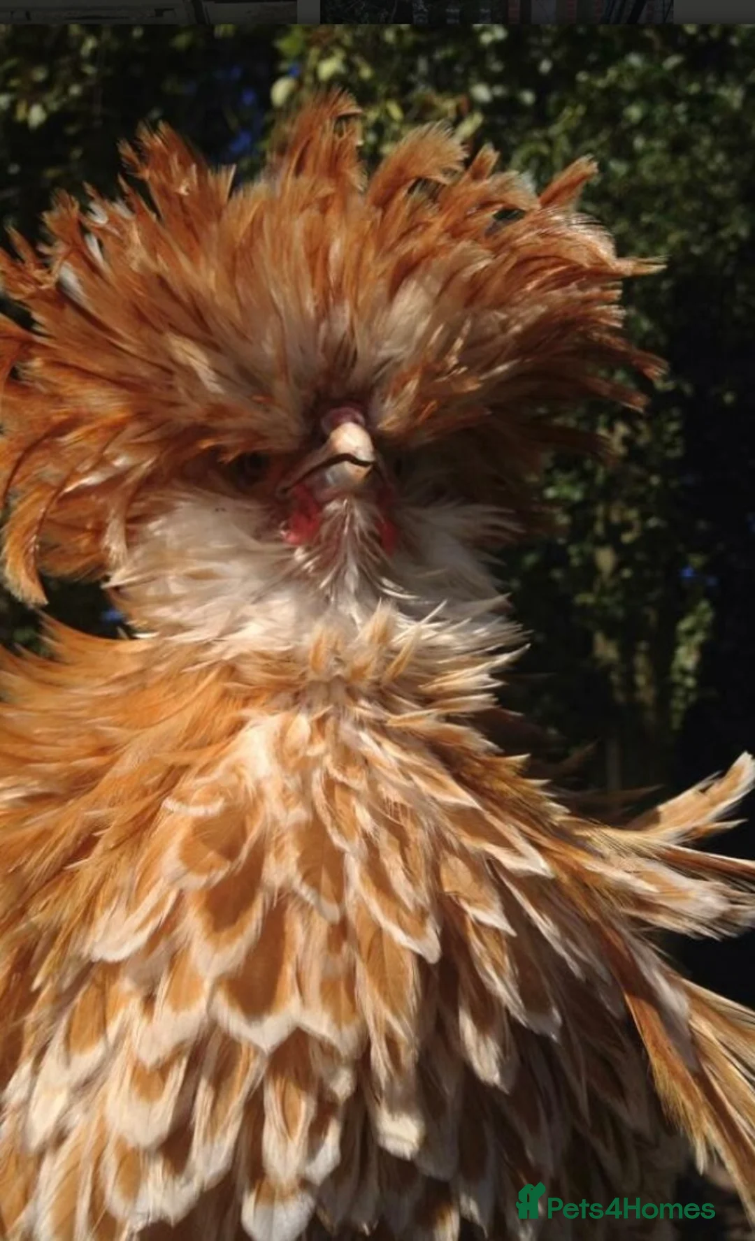 Chickens poultry for sale: Frizzle Polish Roo (Buff Laced Chamois) in Beverley - Advert 1