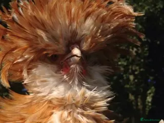 Chickens poultry Frizzle Polish Roo (Buff Laced Chamois) in Beverley - Advert 1