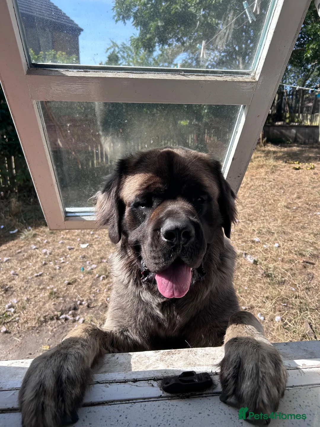 Mastiff dogs for stud: Introducing 🐾HECTOR🐾 FOR STUD ONLY  in Huddersfield - Advert 2