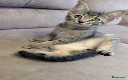 Mixed Breed cats for sale: Adorable Kittens Looking for Loving Homes! - Image 10