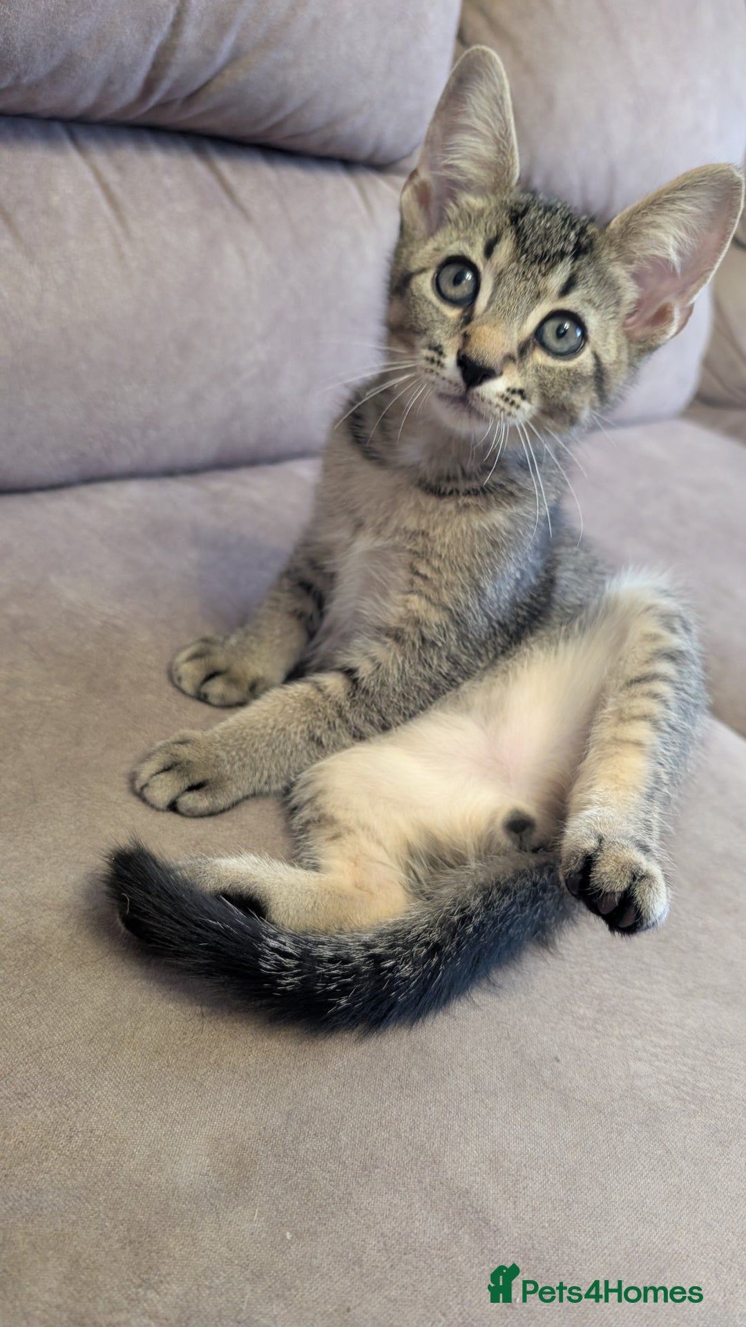 Mixed Breed cats for sale: Adorable Kittens Looking for Loving Homes! - Image 10