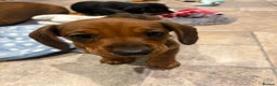 Dachshund dogs for sale: 9 week old 2 female dachshund puppies  - Advert 6