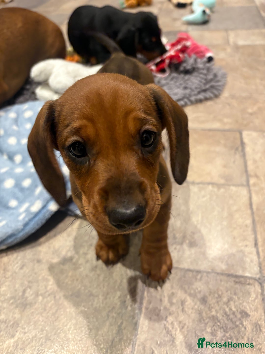 Dachshund dogs for sale: 9 week old 2 female dachshund puppies  - Advert 6