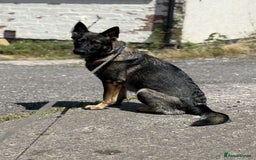 German Shepherd dogs for sale: Female German shepherd - Image 3