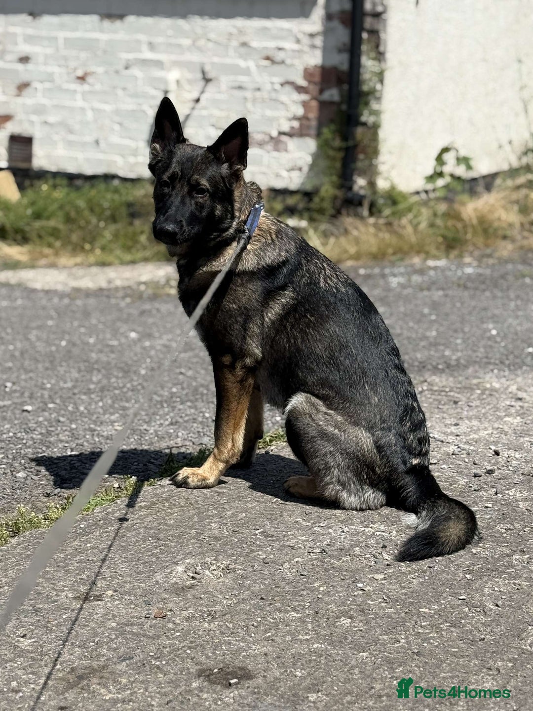 German Shepherd dogs for sale: Female German shepherd - Image 3