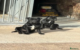 Staffordshire Bull Terrier dogs for sale: Black to blue health tested Staffords - Image 12