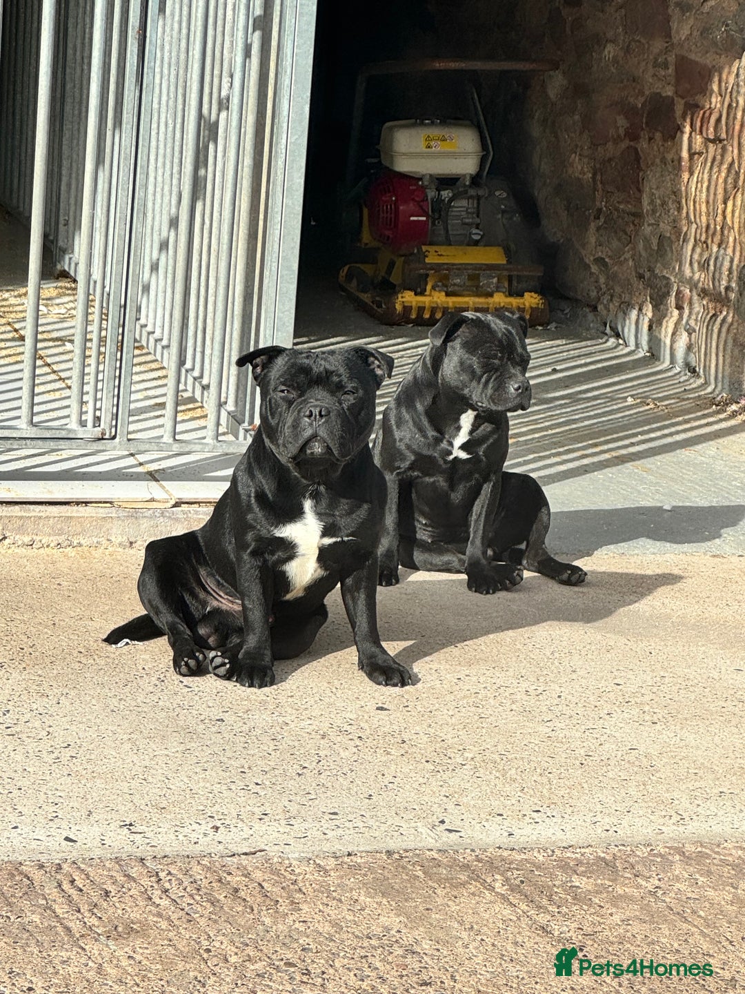 Staffordshire Bull Terrier dogs for sale: Black to blue health tested Staffords - Image 12