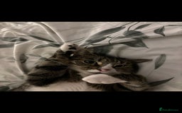 British Shorthair cats for sale: Milo  - Image 4