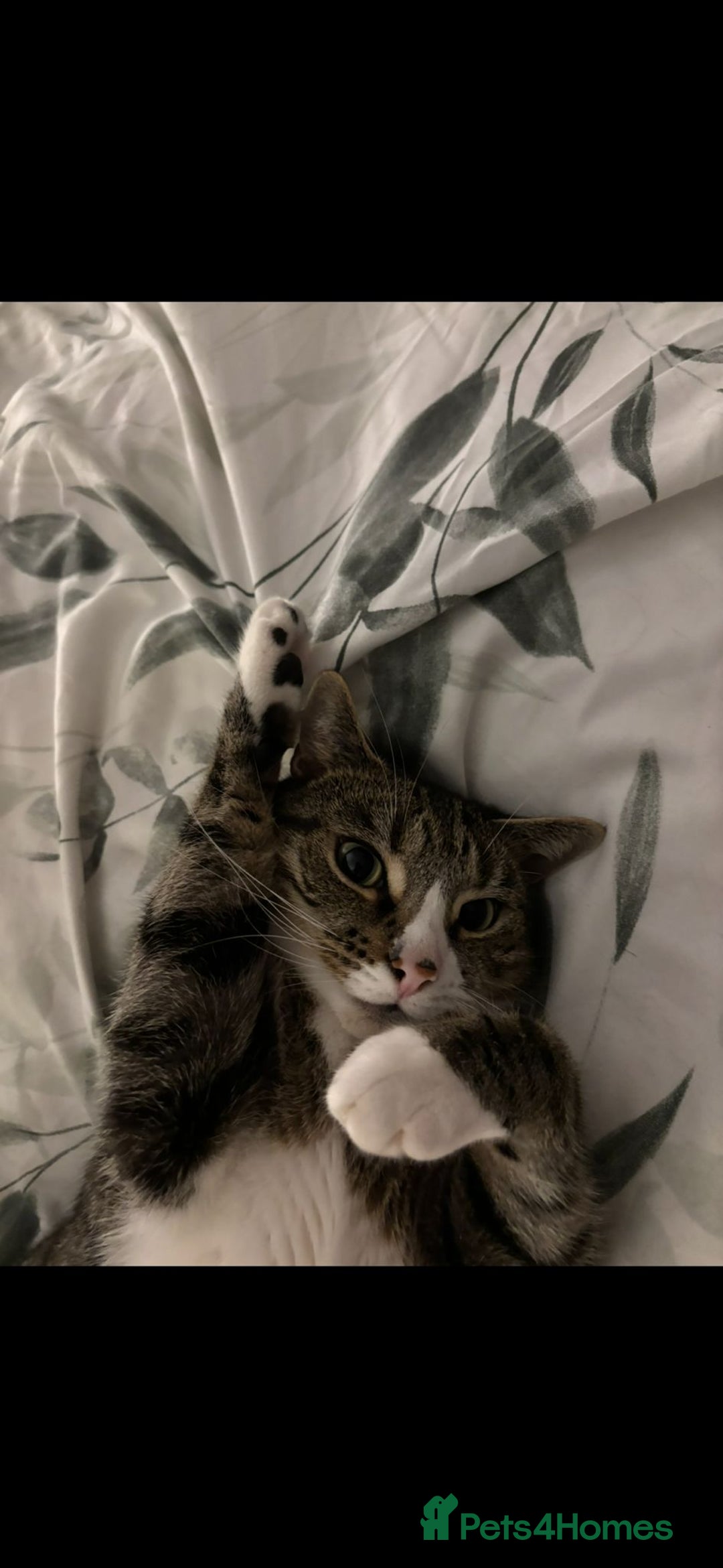 British Shorthair cats for sale: Milo  - Image 4