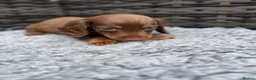 Dachshund dogs for sale:  Two Miniature long hair dachshund puppy’s  - Advert 4