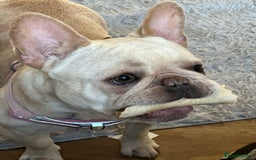 French Bulldog dogs for sale: French bulldog - Image 17