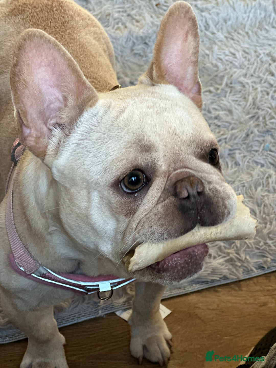 French Bulldog dogs for sale: French bulldog - Image 17