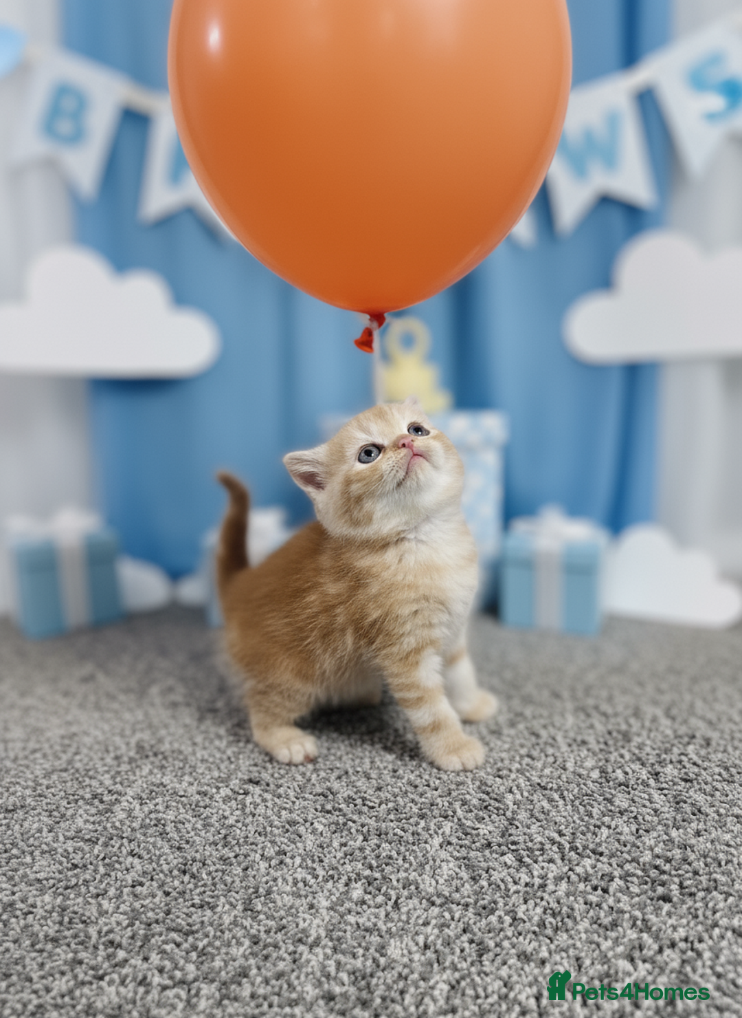 Scottish Fold cats for sale: Bundle of 11 Scottish fold Straight Ears Kittens - Image 4
