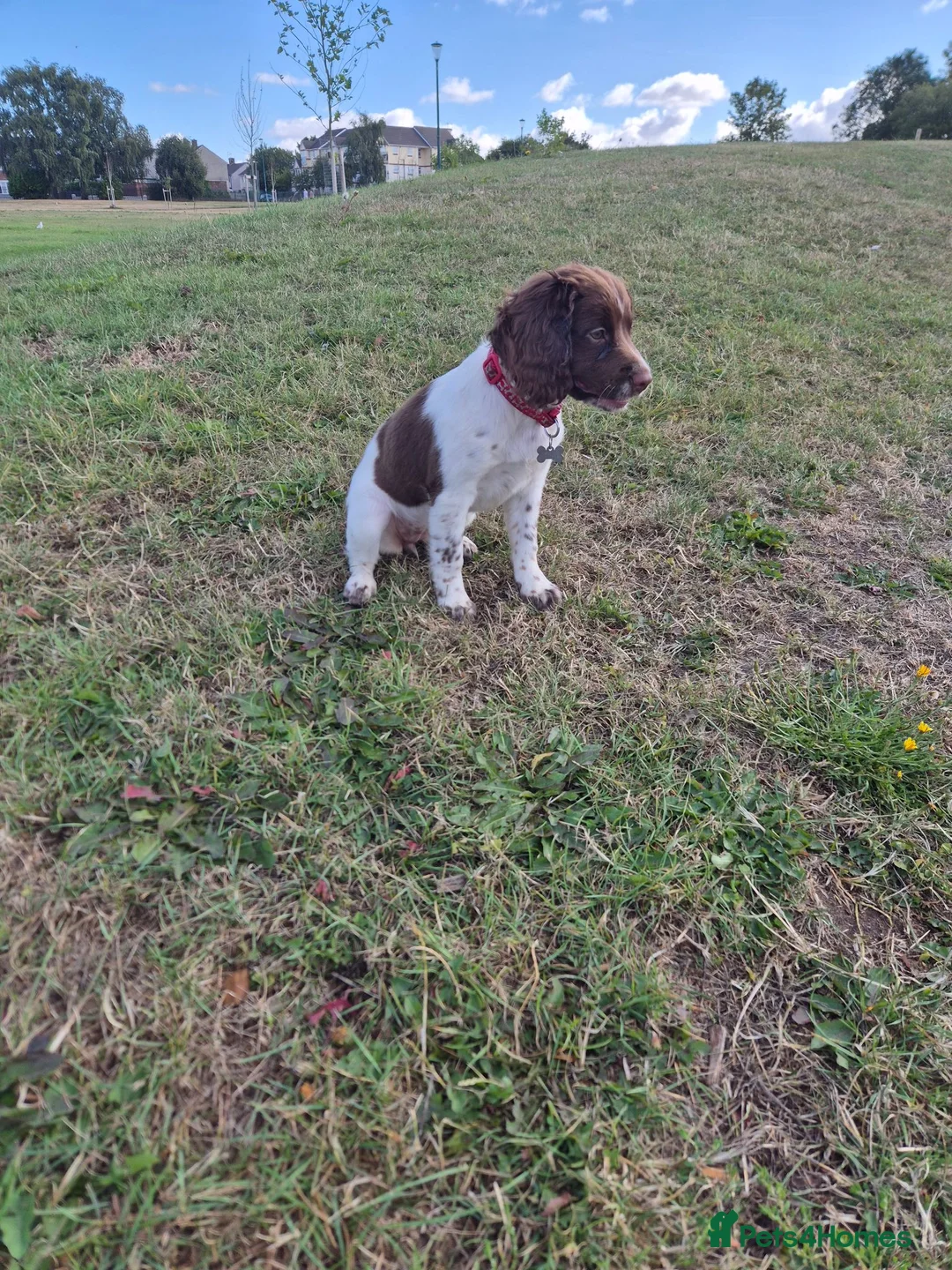 Sprocker dogs for sale: 1 sprocker girl for sale  - Advert 4