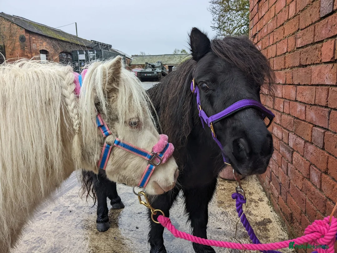 Miniature horses for sale: Sweet and Gentle Companion Pony  - Advert 5