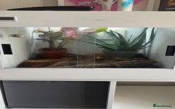 Gecko reptiles for sale: Crested gecko with setup  - Image 2