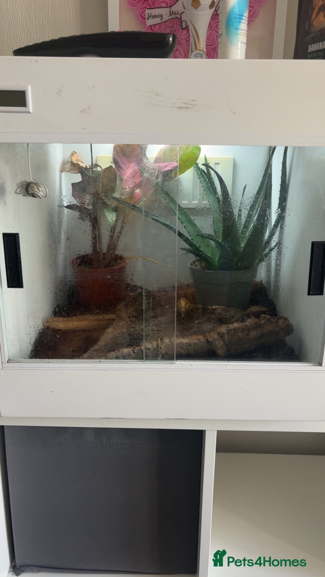 Gecko reptiles for sale: Crested gecko with setup  - Image 2