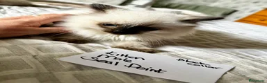 Ragdoll Kitten 2