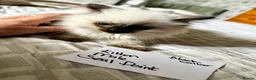 Ragdoll cats for sale: Beautiful Ragdoll kittens - Advert 16