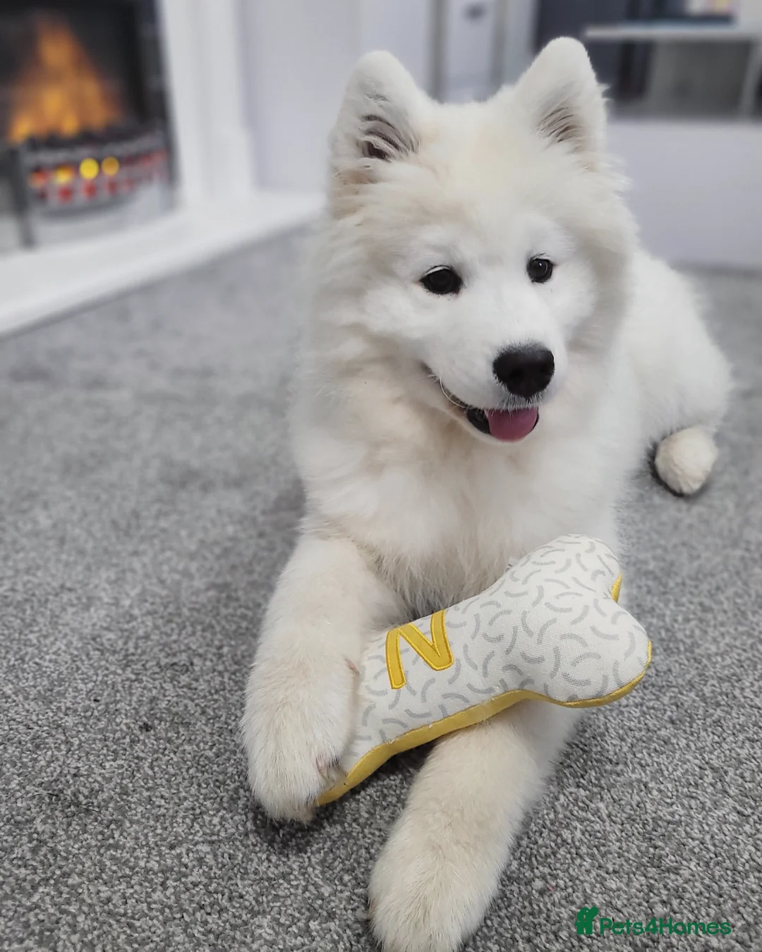 Samoyed dogs for stud: *KC*Beautiful Samoyed For Stud {PROVEN} in Walsall - Advert 5