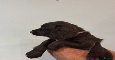 Cocker Spaniel dogs - Advert 8