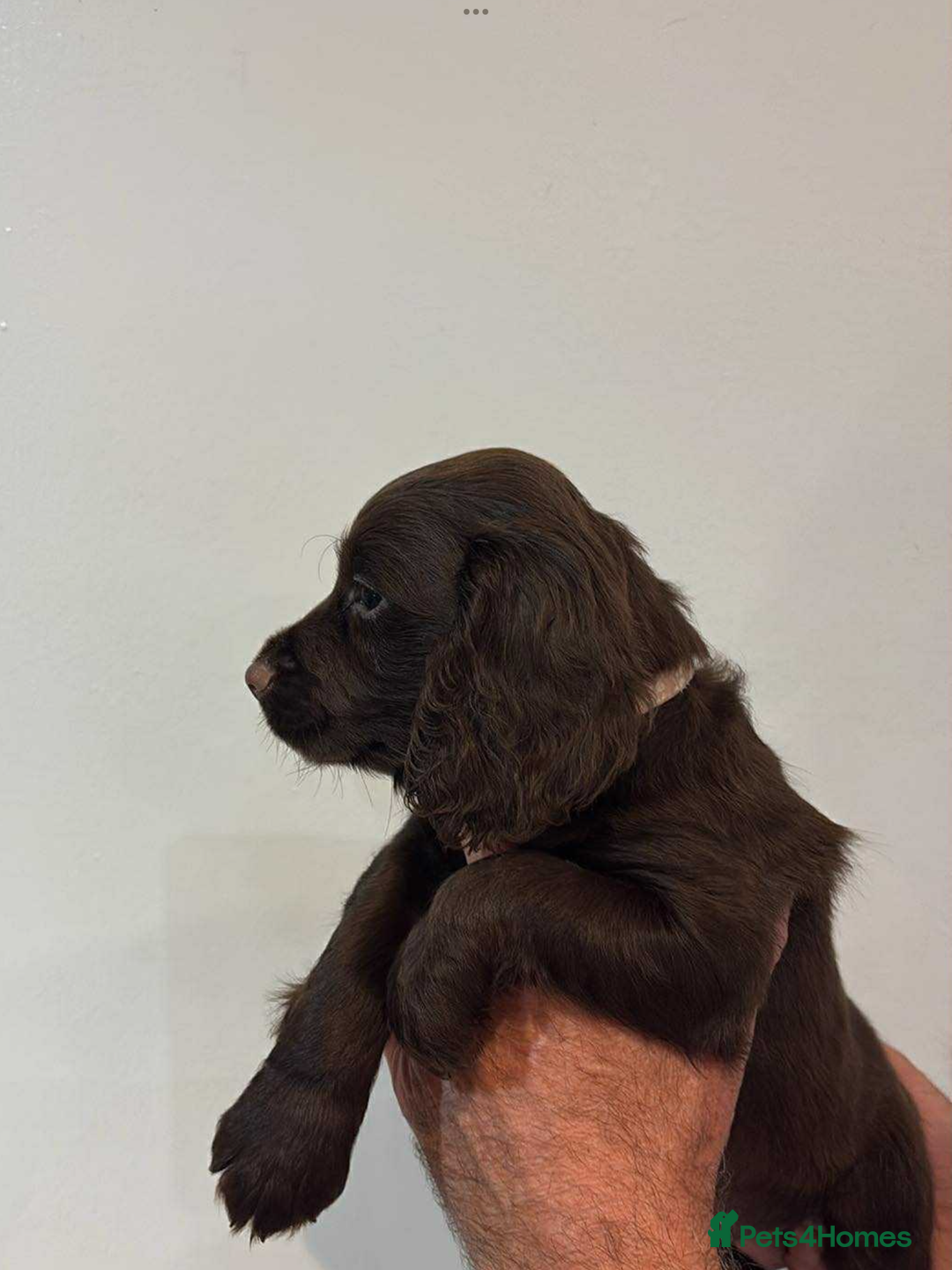 Cocker Spaniel dogs for sale: Cocker spaniel pups KC REG & COUNCIL LICENSED  - Image 3