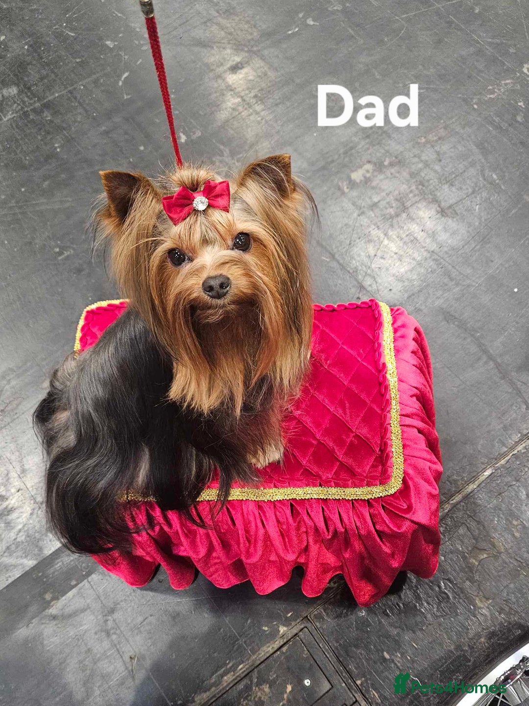 Yorkshire Terrier dogs for sale: KC registered Sweet Yorkshire terier puppies!!! - Image 8
