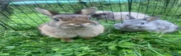 Netherland Dwarf rabbits for sale: URGENT 1 LEFT - Advert 26