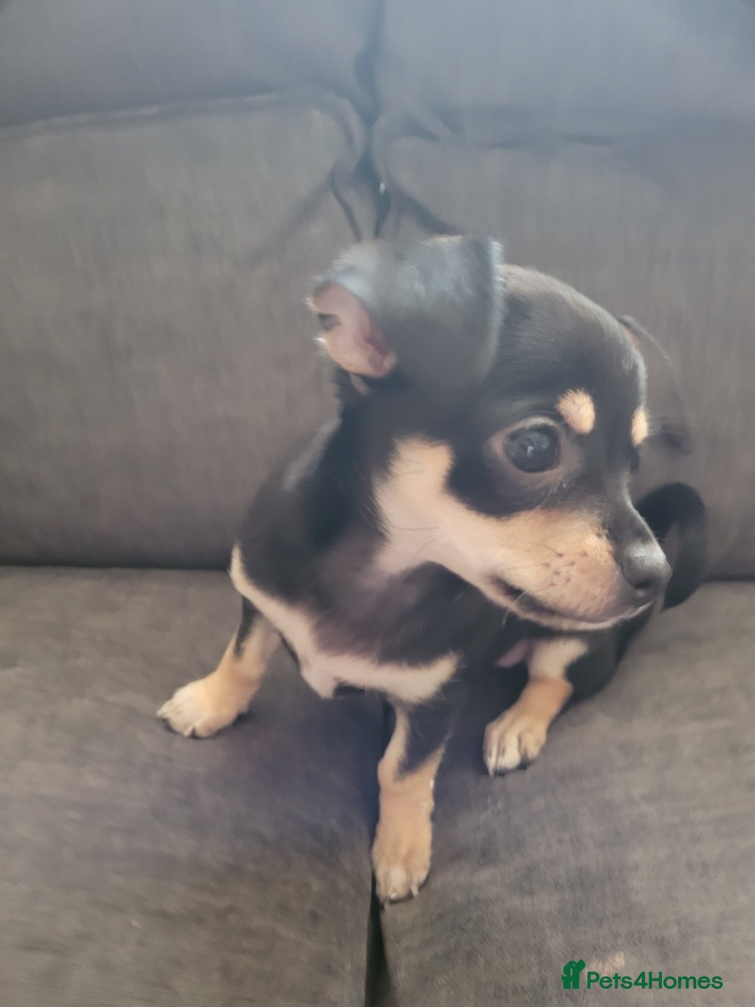 Chihuahua dogs for sale: Ready now - Advert 12