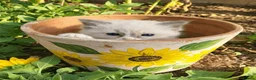 Ragdoll cats for sale: Beautiful Ragdoll kittens - Advert 12