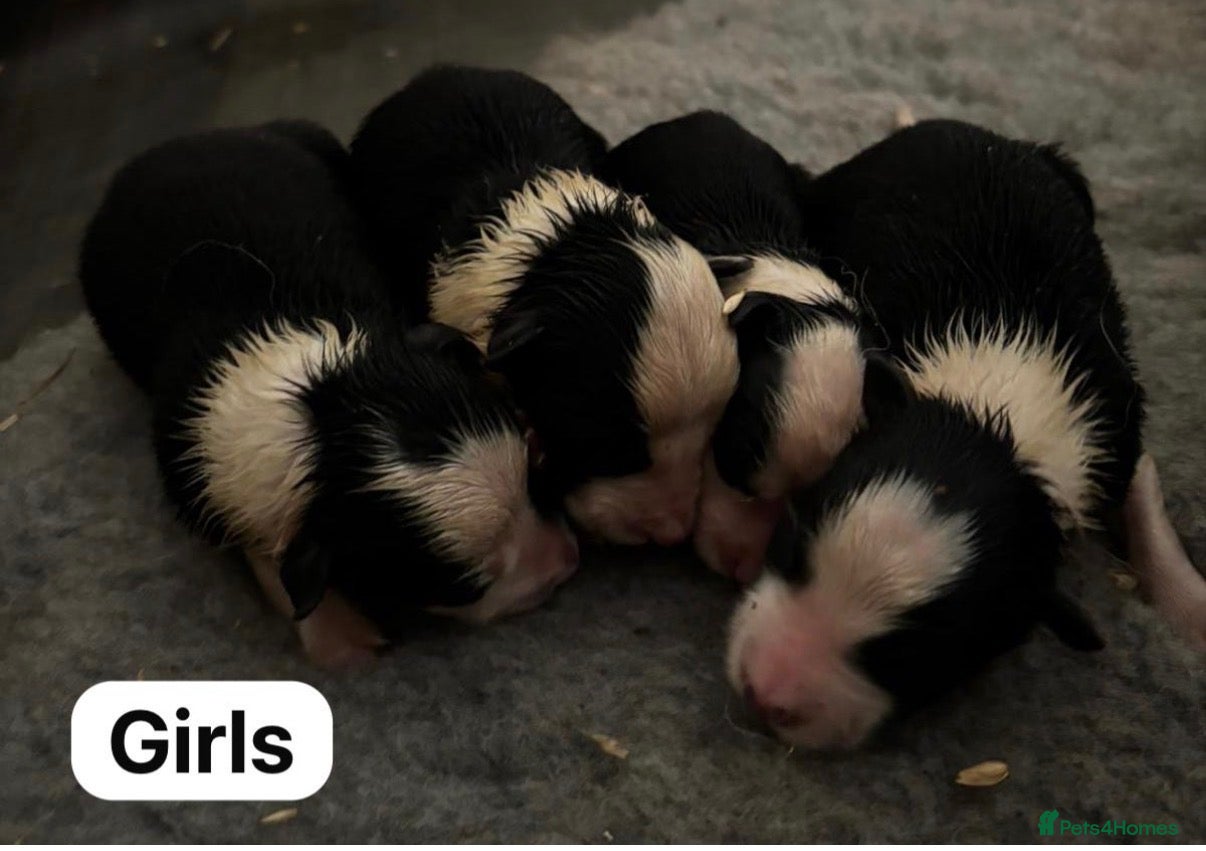 Border Collie dogs Fully health tested collie pups  - Advert 2