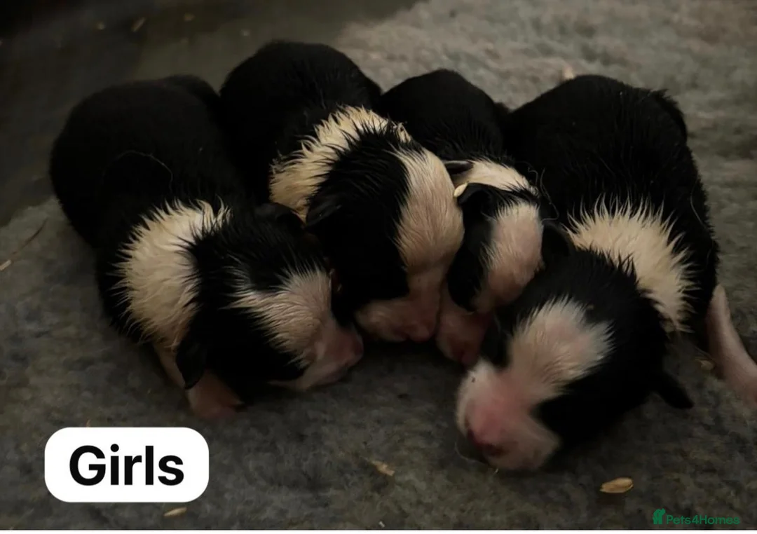 Border Collie dogs for sale: Fully health tested collie pups  - Advert 2
