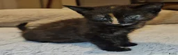 Domestic Shorthair cats for adoption: Rescue tortoiseshell kitten needs home of her own  in Hook - Advert 5