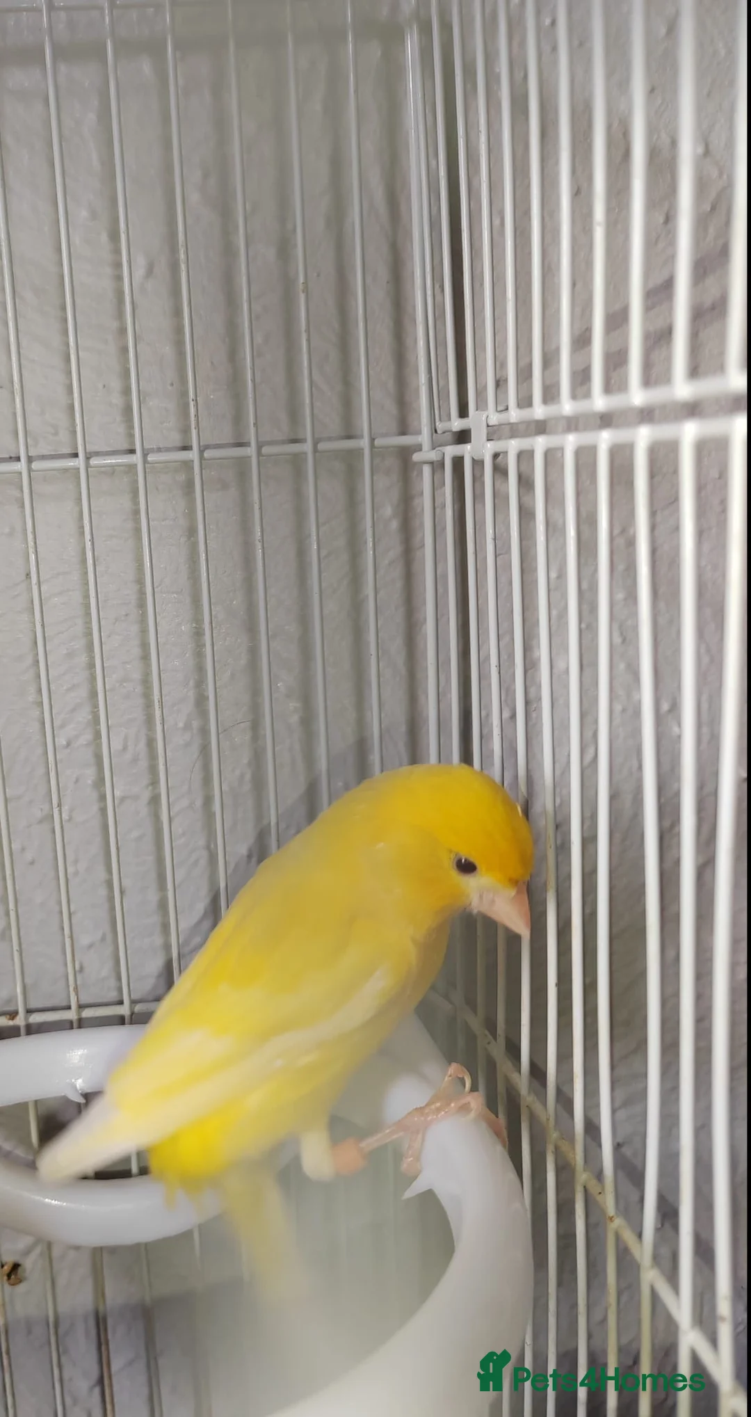 Canaries birds for sale: 1 year old boy canary in Stoke-on-Trent - Advert 2