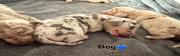 Miniature Dachshund dogs for sale: STUNNING MINIATURE DAPPLE DACHSHUNDS KC CARRY LONG - Advert 6