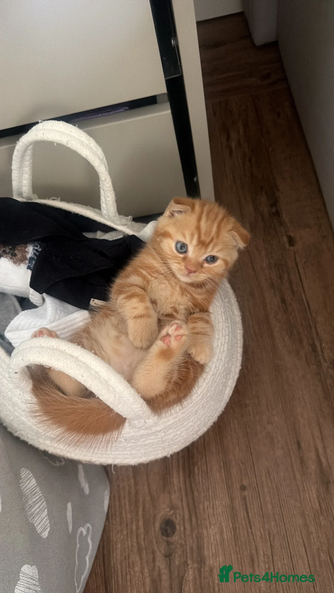 Scottish Fold cats for sale: Miss Scottish straight Ginger  - Advert 1